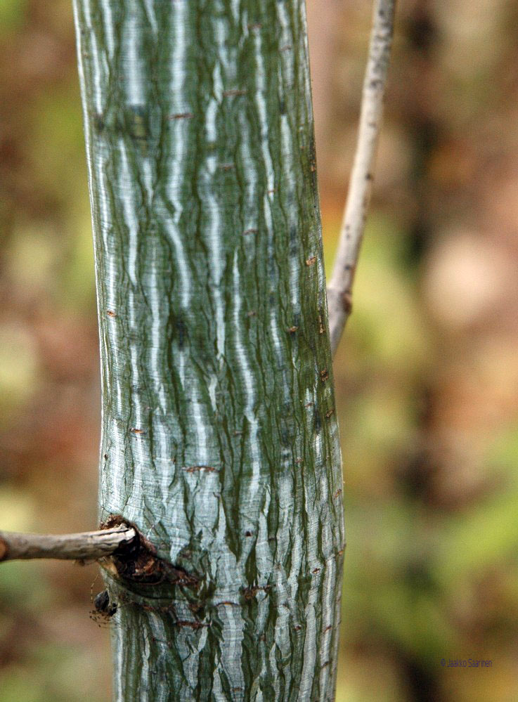 acer_pensylvanicum_runko_jsaarinen.jpg
