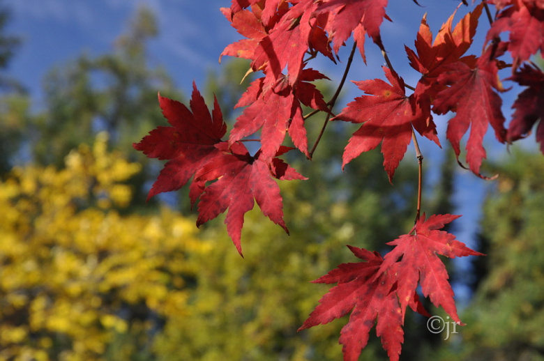 acer_pseudosieboldianum_lehtiruska_jreinikainen.jpg