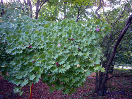acer_sieboldianum_horsholm_jsaarinen.jpg