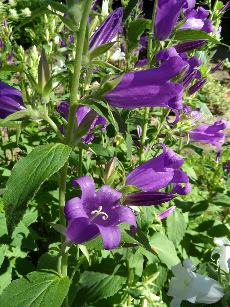 Campanula latifolia © Susanna