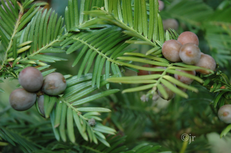 cephalotaxus_harringtoniana_marjaoksa_tanska_jreinikainen.jpg