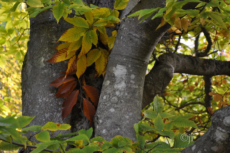 fagus_grandifolia_jreinikainen.jpg