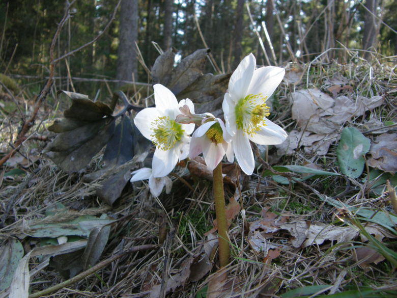 helleborus_niger_kristiantheqvist.jpg
