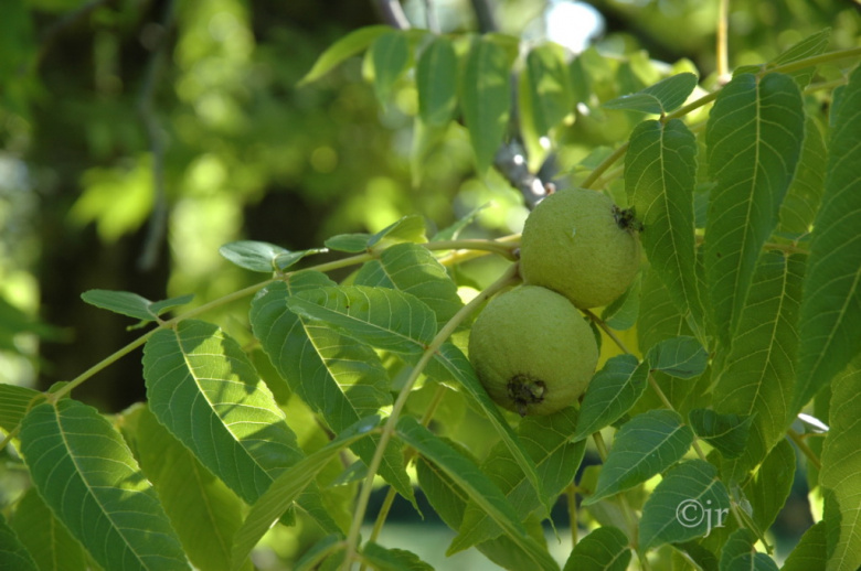 juglans_nigra_siemenoksa_latvia_jreinikainen.jpg