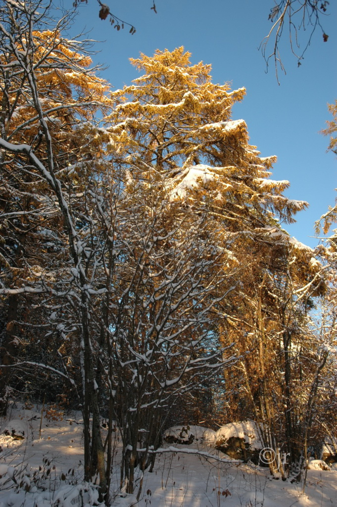 larix_gmelini_gmelini_jreinikainen.jpg