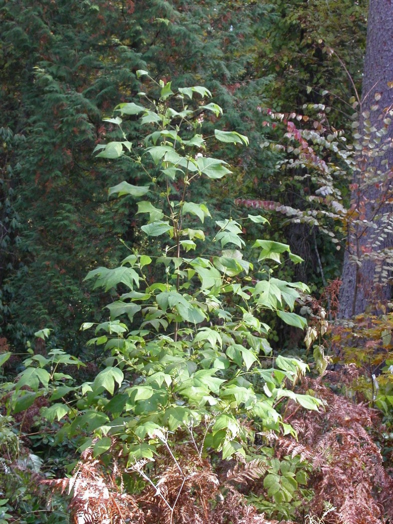 Liriodendron tulipifera ©Jaakko