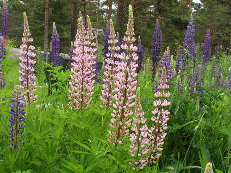 Lupinus polyphyllos ©KTheqvist