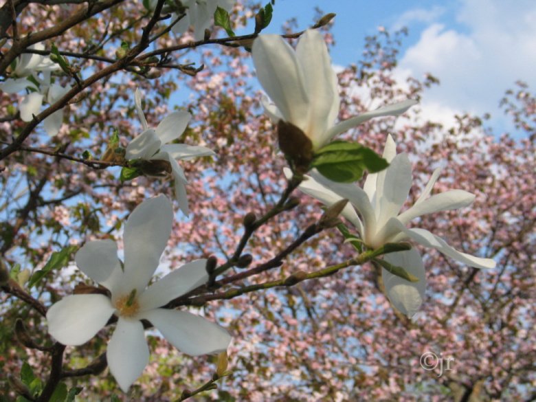 magnolia_kobus_jreinikainen.jpg