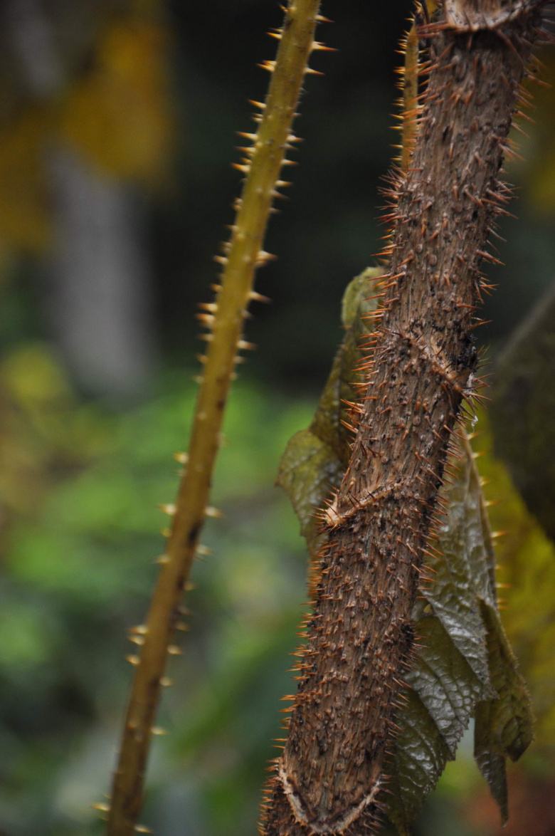 Oplopanax horridus Mustila
