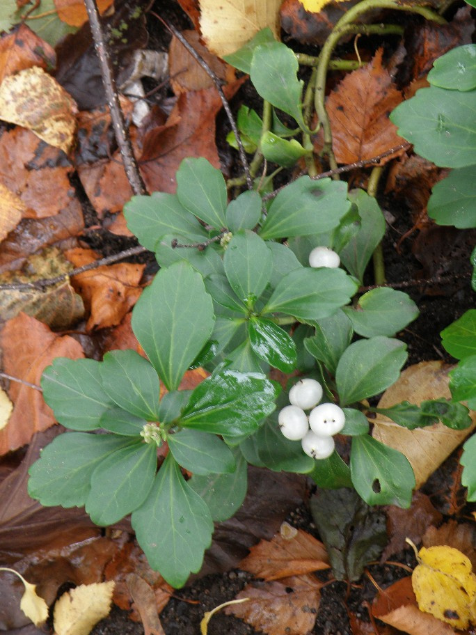 pachysandra_terminalis_kumpula_jsaarinen.jpg