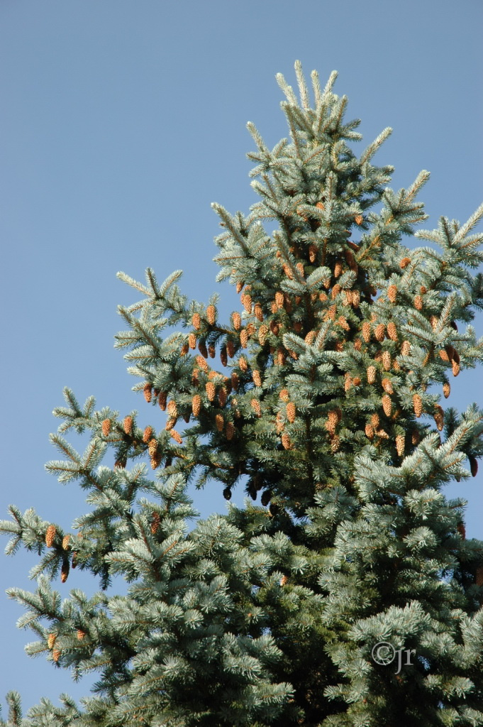 picea_pungens_glauca_jreinikainen.jpg