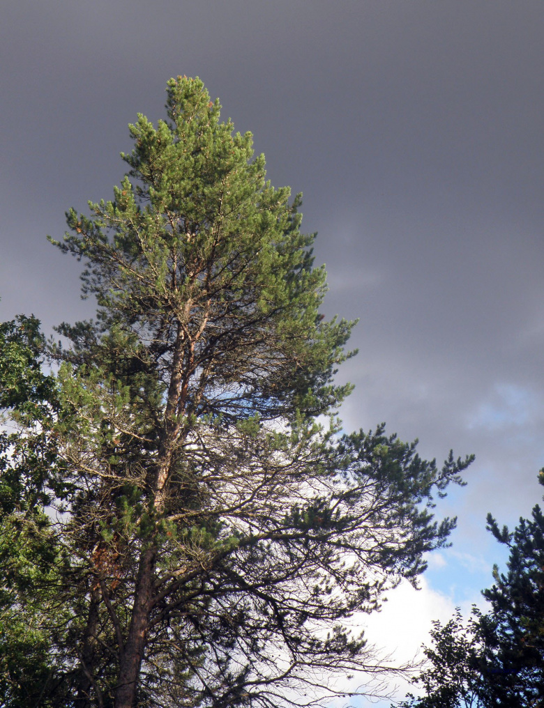 pinus_banksiana_latvus_jsaarinen.jpg