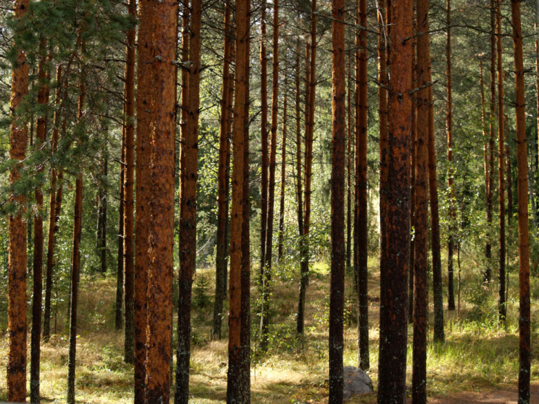 Pinus sylvestris ©Susanna