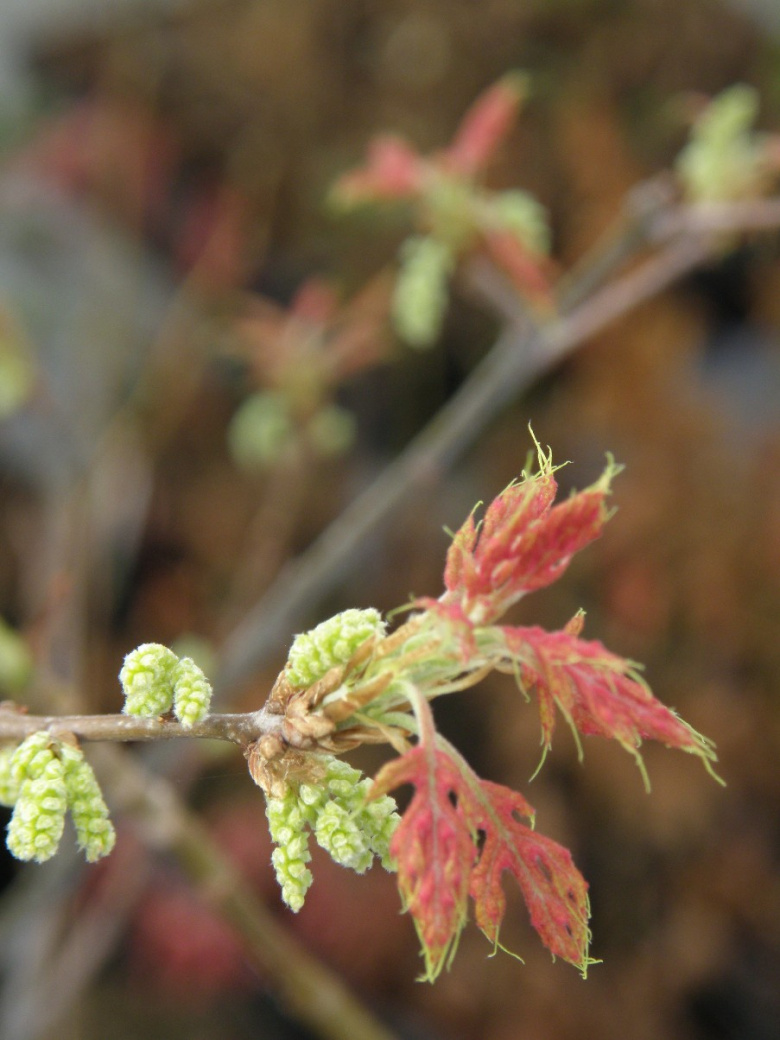quercus_ellipsoidalis_hemelrijk_kukat_jsaarinen.jpg