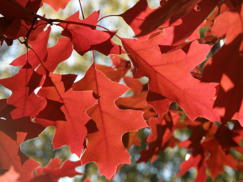 quercus_ellipsoidalis_ruska_jsaarinen.jpg