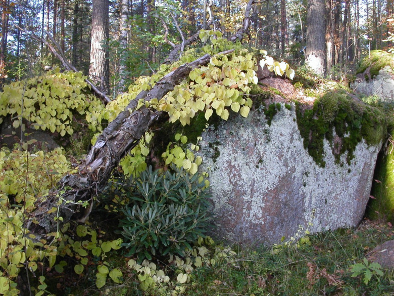 rhododendron_degronianum_yleiskuva_jsaarinen.jpg