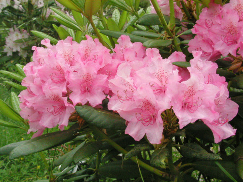 rhododendron_haaga_turunsaaristo_kristiantheqvist.jpg