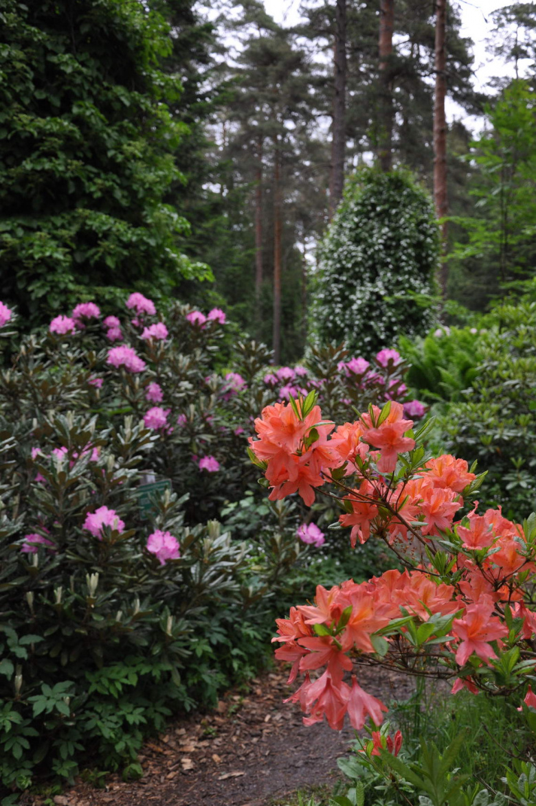 Rhododendron japonicum