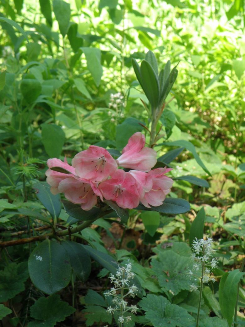 rhododendron_lampion_kukinta_jsaarinen.jpg