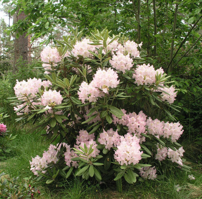 rhododendron_mikkeli_2_turunsaaristo_kristiantheqvist.jpg