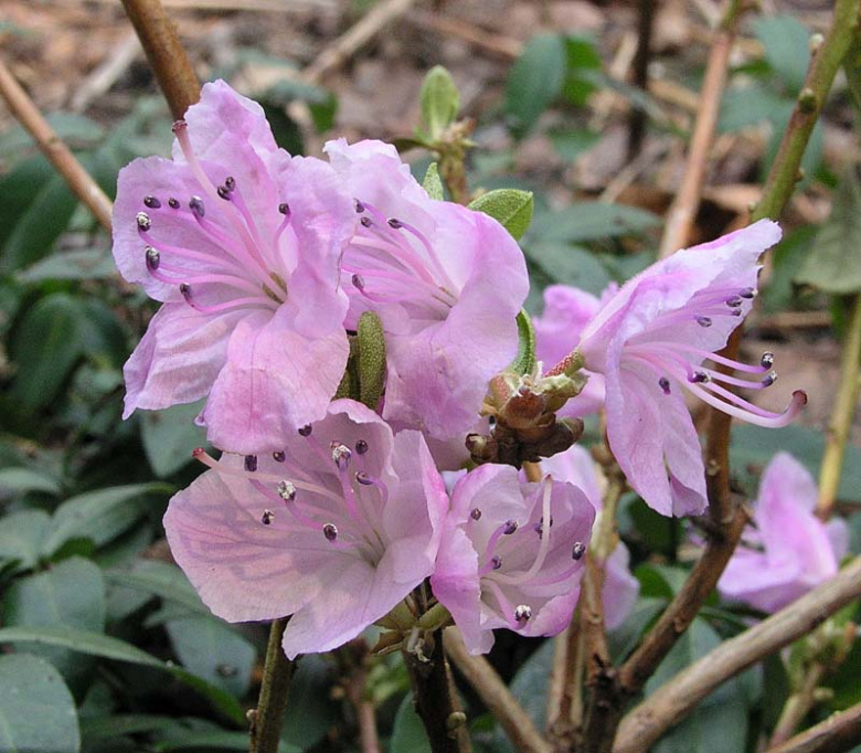 rhododendron_mucronulatum_var_chejuense_kristiantheqvist.jpg