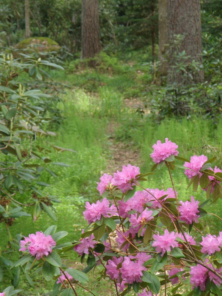 rhododendron_p_j_metzitt_kukinta_jsaarinen.jpg