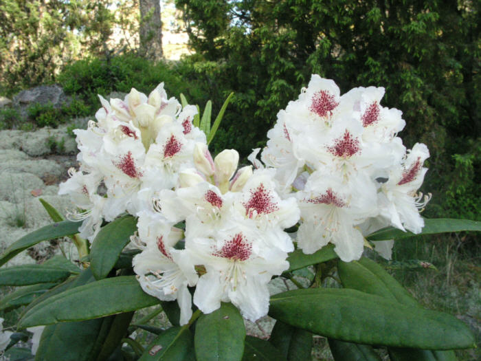 rhododendron_pma_tigerstedt_kristiantheqvist.jpg