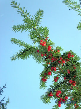 taxus_x_media_hedelmat_jsaarinen.jpg