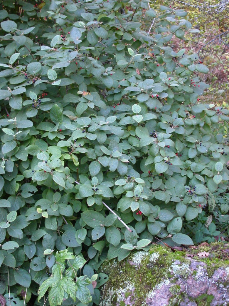 viburnum_lantana_lehdet_jsaarinen.jpg