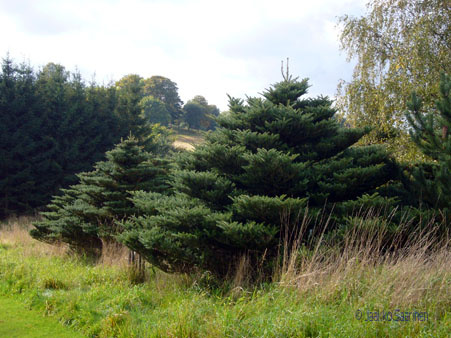 Abies koreana, saarimuoto @Hörsholm ©jaakko
