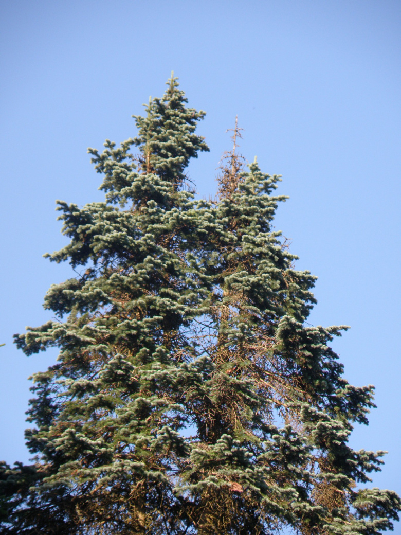 Abies lasiocarpa var. arizonica, latva ©jsaarinen
