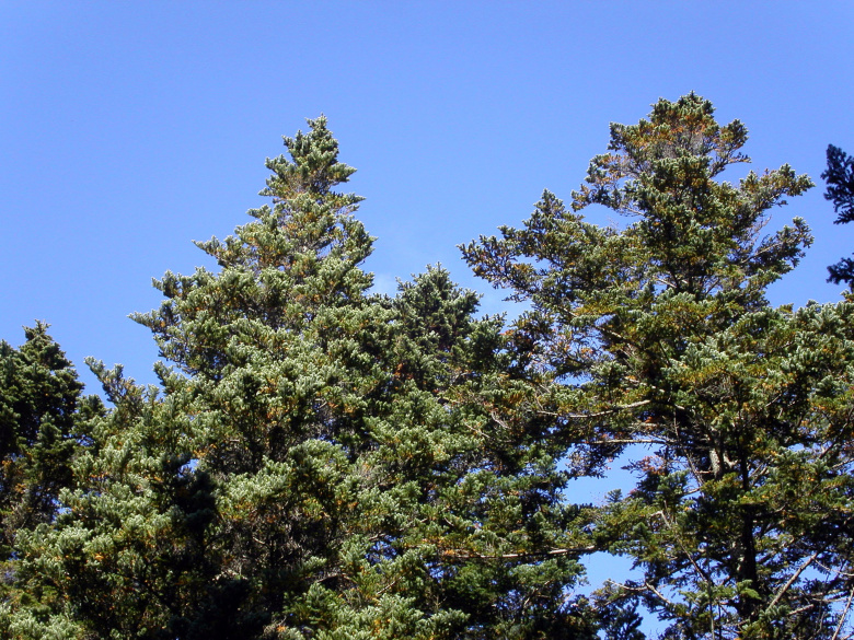 Abies sachalinensis var. sachalinensis, latvus ©jsaarinen