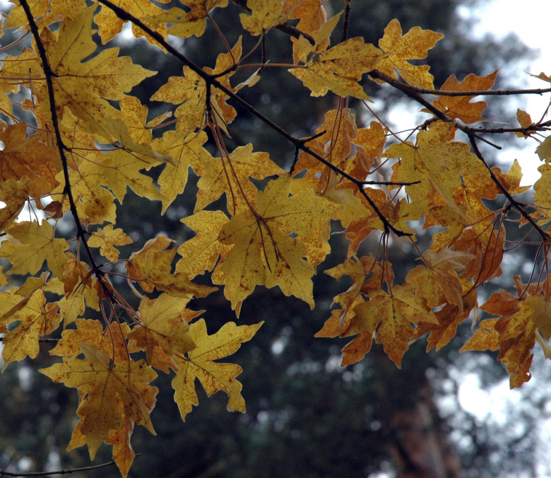acer_miyabei_ruska_jsaarinen.jpg