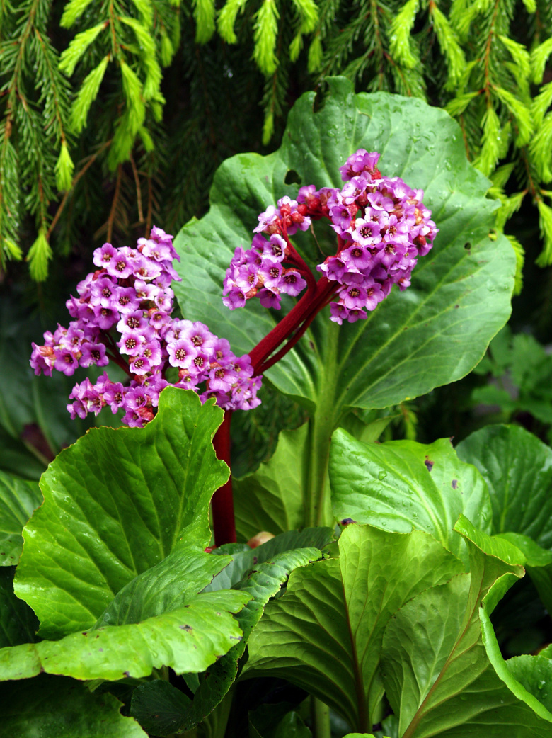 Bergenia cordifolia © Susanna