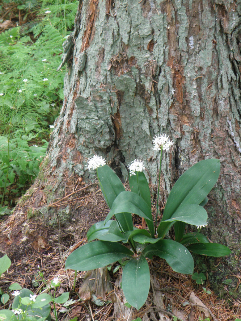 clintonia_umbellulata_yleiskuva.jpg