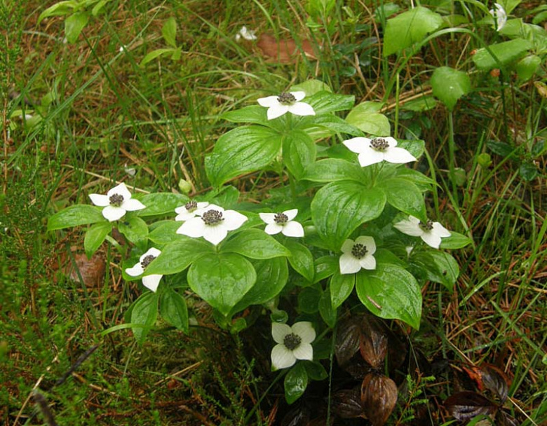 Cornus canadensis ©KTheqvist