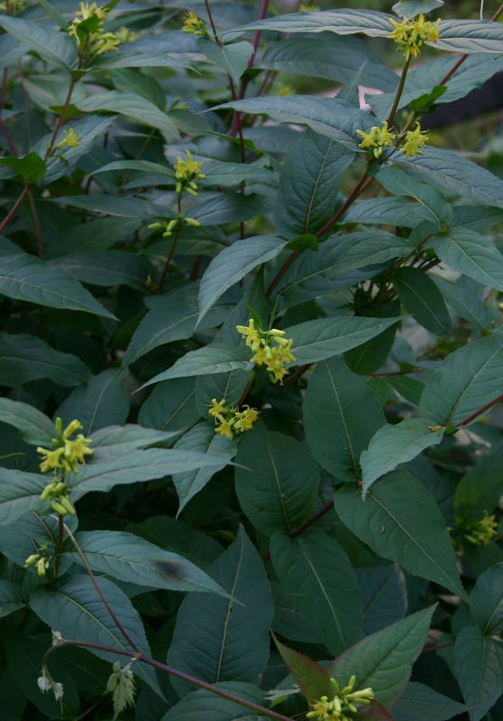 diervilla_lonicera_ojussila.jpg