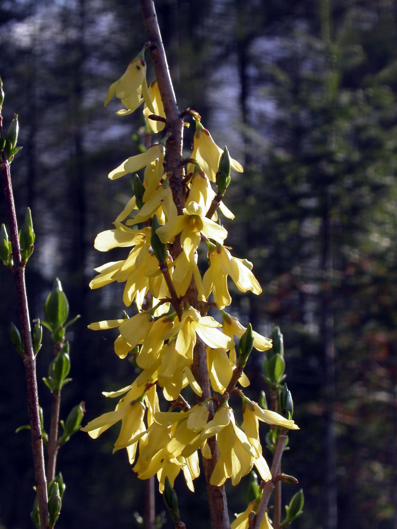 forsythia_giraldiana_kukinta_jsaarinen.jpg