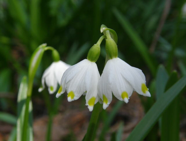 leucojum_vernum_kristiantheqvist.jpg