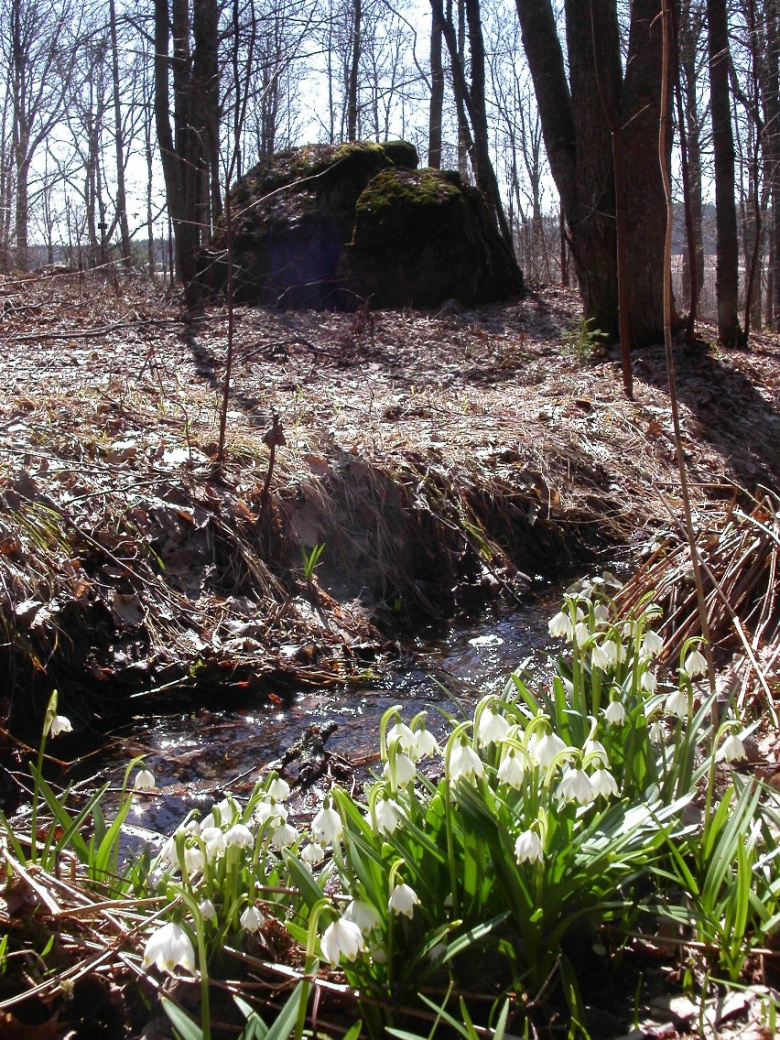 leucojum_vernum_yleiskuva.jpg
