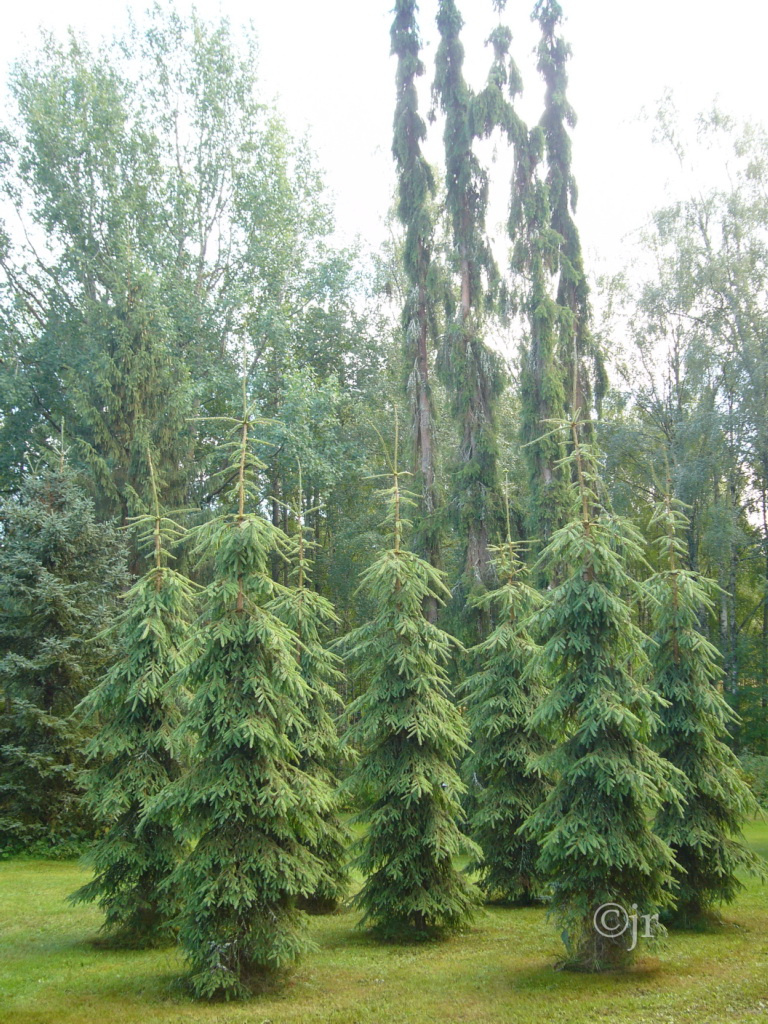 picea_abies_pendula_yk_haapastensyrja_jreinikainen.jpg
