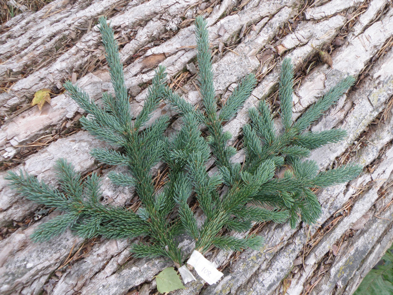 picea_glauca_densata_havut_jsaarinen.jpg