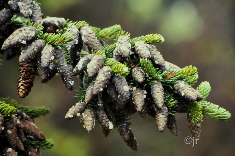 picea_rubens_siemen_jreinikainen.jpg