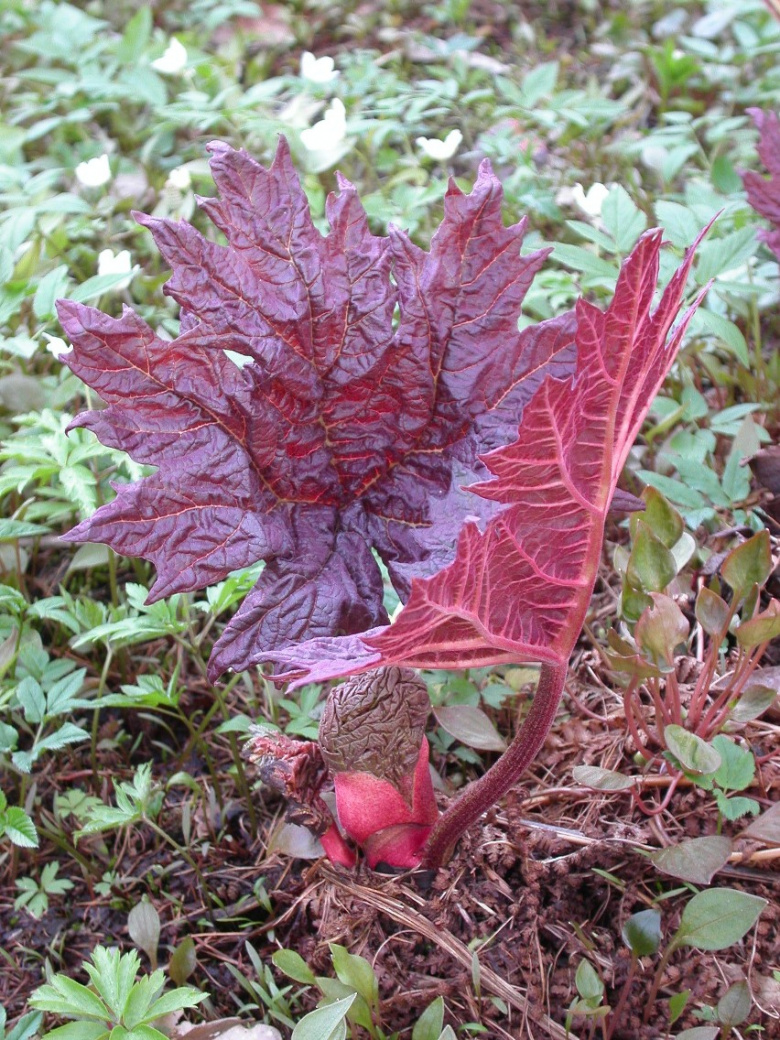rheum_palmatum_tanguticum_kevat_jsaarinen.jpg