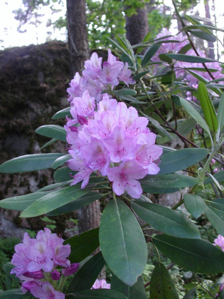 rhododendron_catawbiense_maximum_kukinta_jsaarinen.jpg