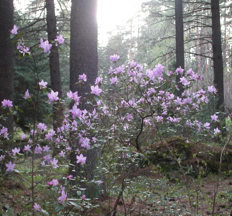 rhododendron_dauricum_yleiskuva_jsaarinen.jpg