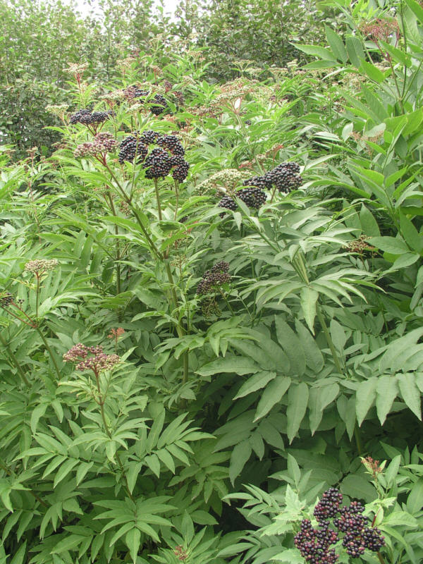 sambucus_ebulus_kumpula_kristiantheqvist.jpg