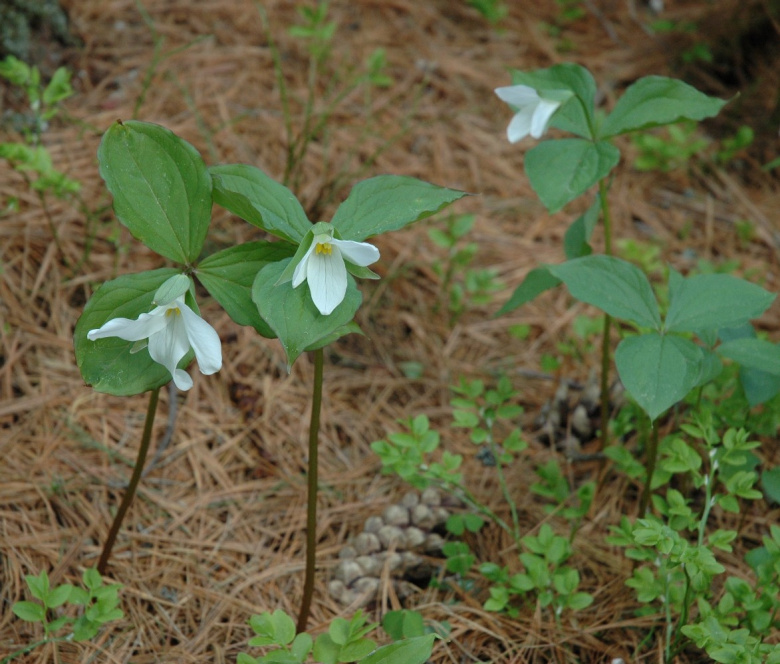 Trillium grandiflorum ©Jaakko