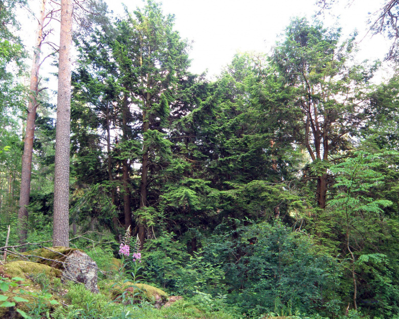 tsuga_canadensis_yleiskuva_jsaarinen.jpg