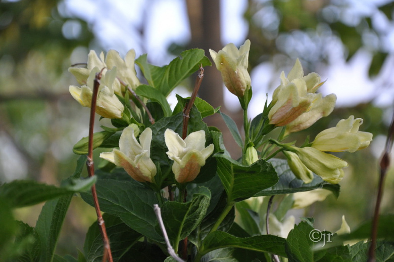 weigela_middendorfiana_kukinto_kumpula_jreinikainen.jpg